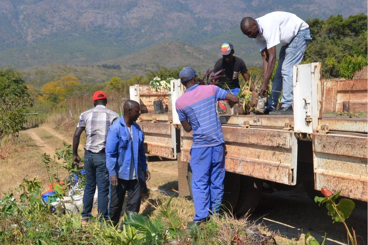 Aufladen der Baumsetzlinge
